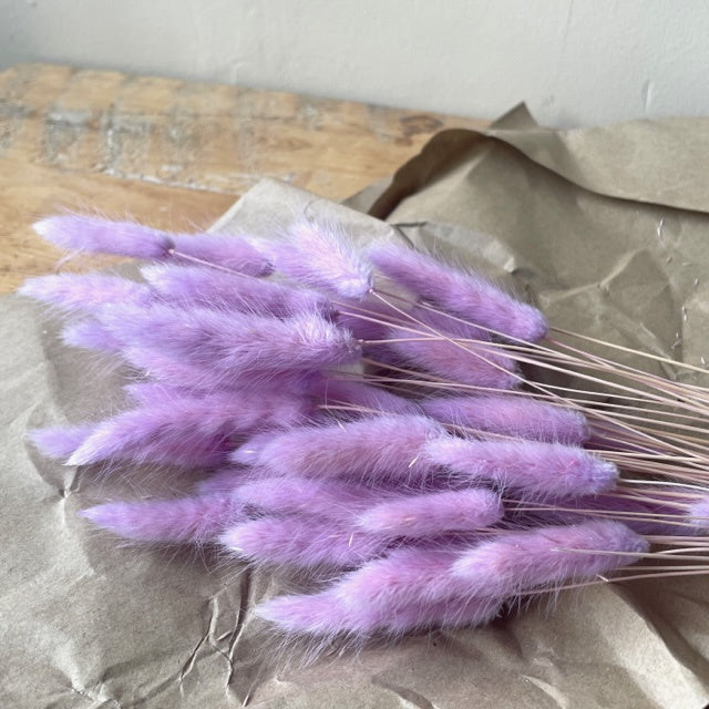 Dried Flowers - Lagurus Bunny Tails, Lilac - - Liv's Solihull