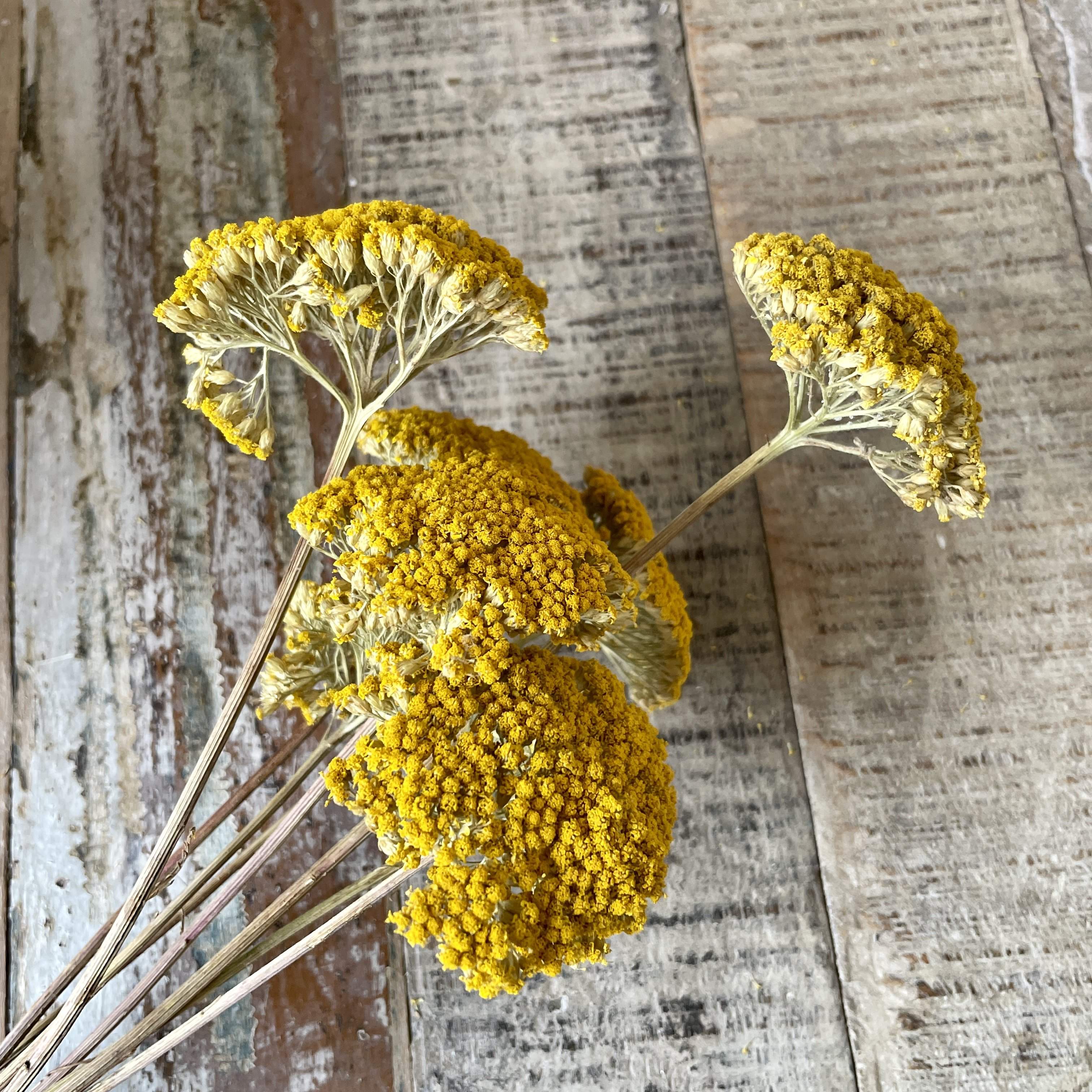 Yellow yarrow deals