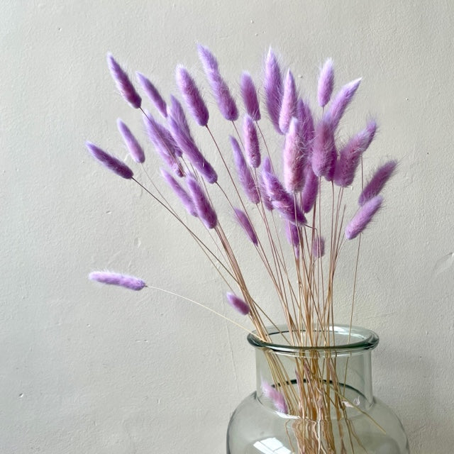 Dried Flowers - Lagurus Bunny Tails, Lilac - - Liv's Solihull